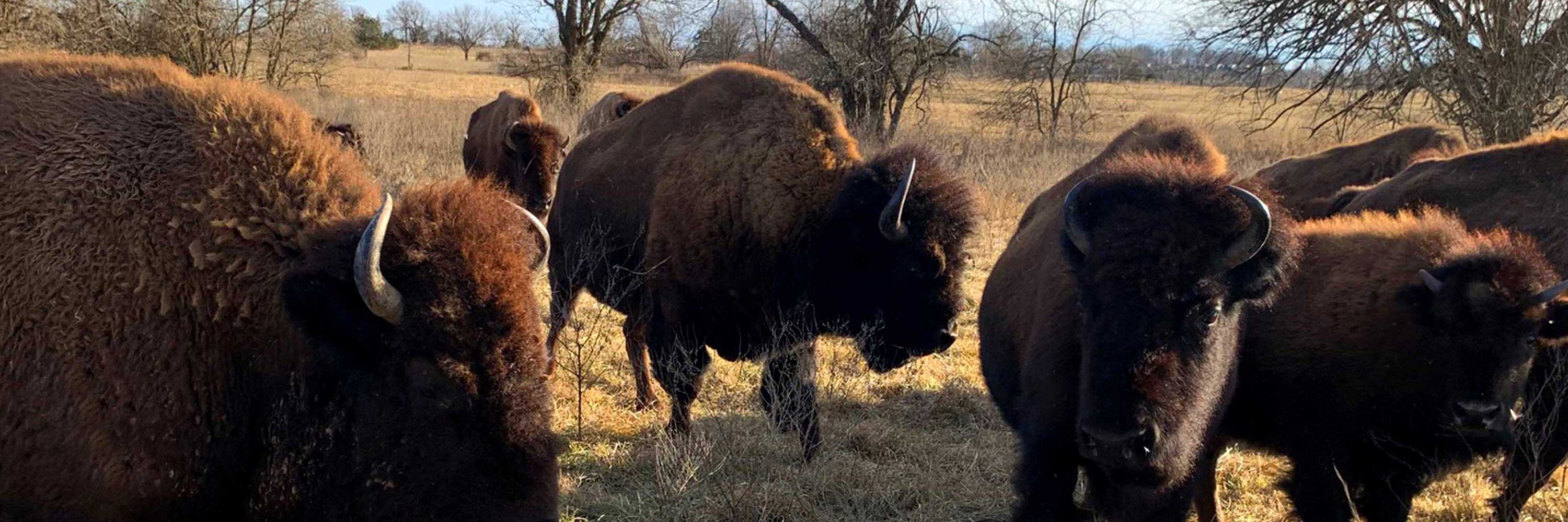 A photo of bison