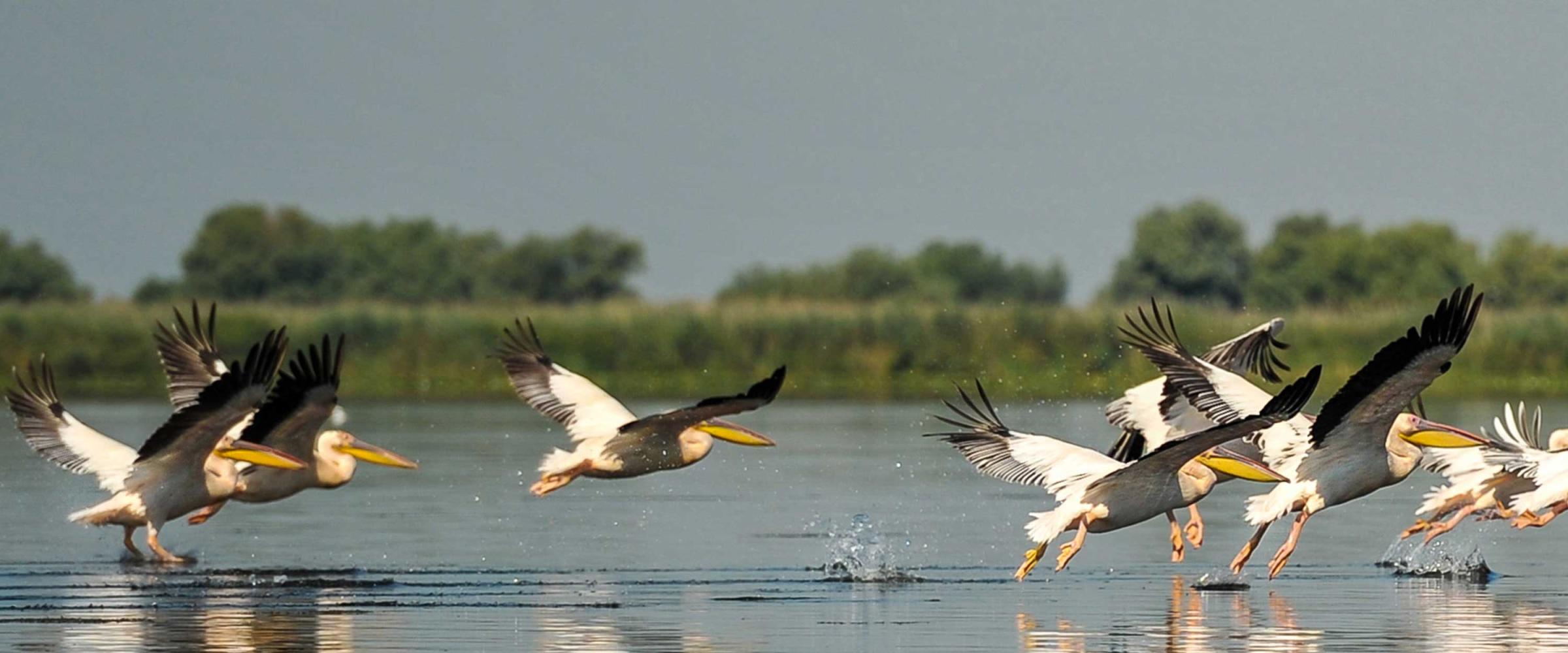 Photo of birds over water with a bridge in the background